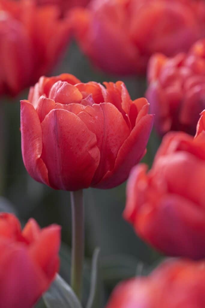 Buy Red Princess Bulbs Online Autumn Tulips Bloms Bulbs Uk