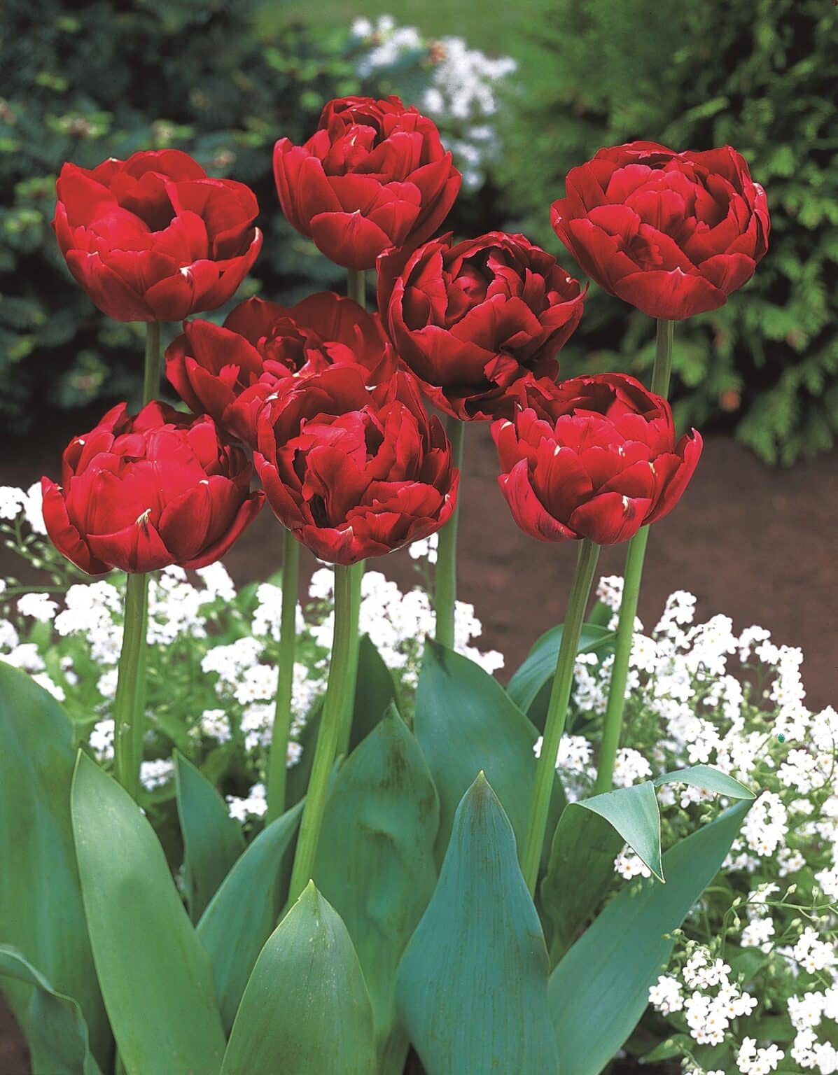 Buy Uncle Tom Bulbs Online Autumn Tulips Bloms Bulbs Uk