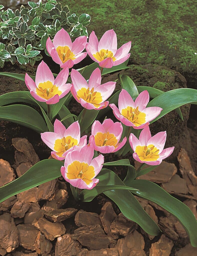 Buy Bakeri Lilac Wonder Bulbs Online Autumn Tulips Bloms Bulbs UK