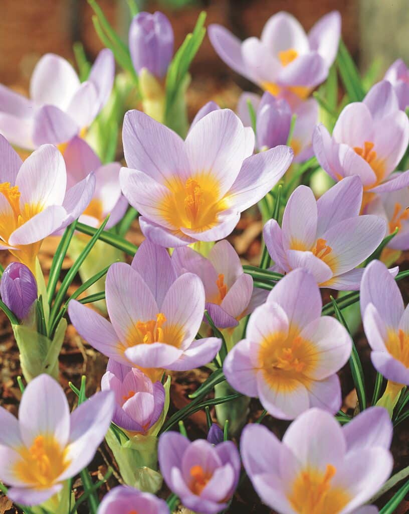 Buy Sieberi Firefly Bulbs Online Autumn Crocus Winter Flowering