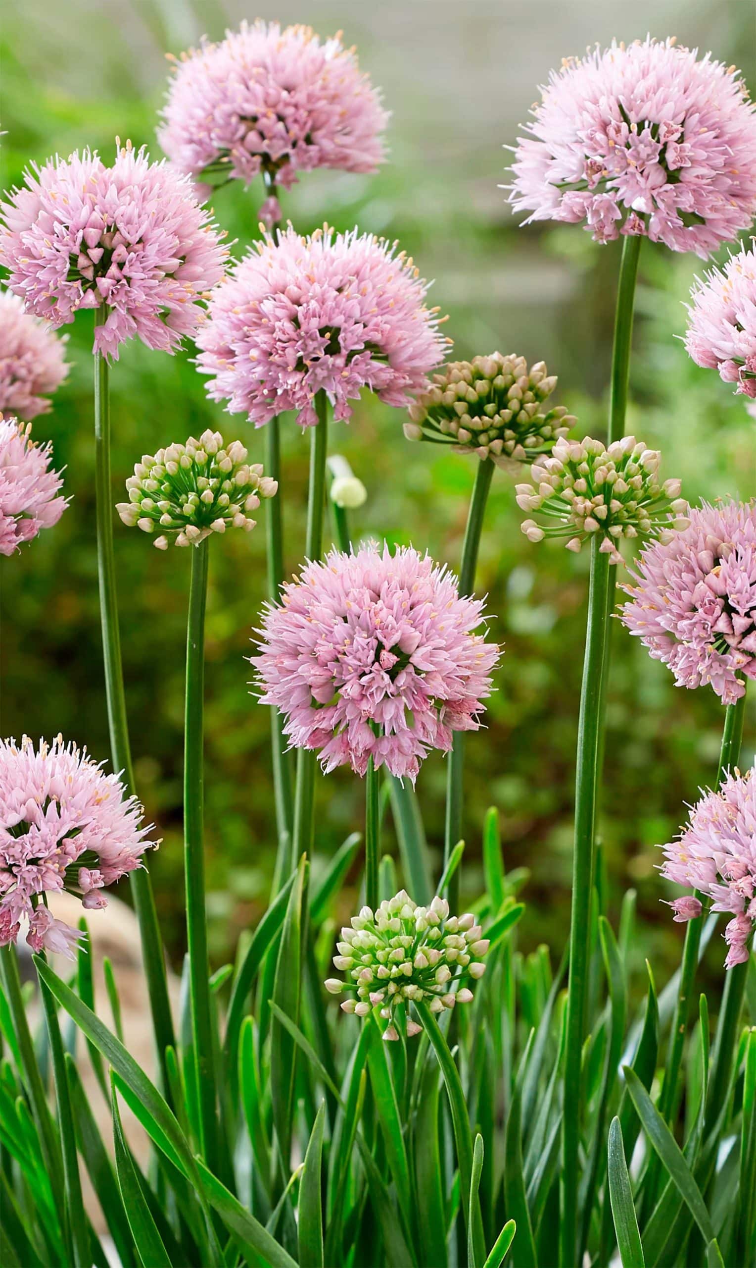 Lisa Green | Alliums