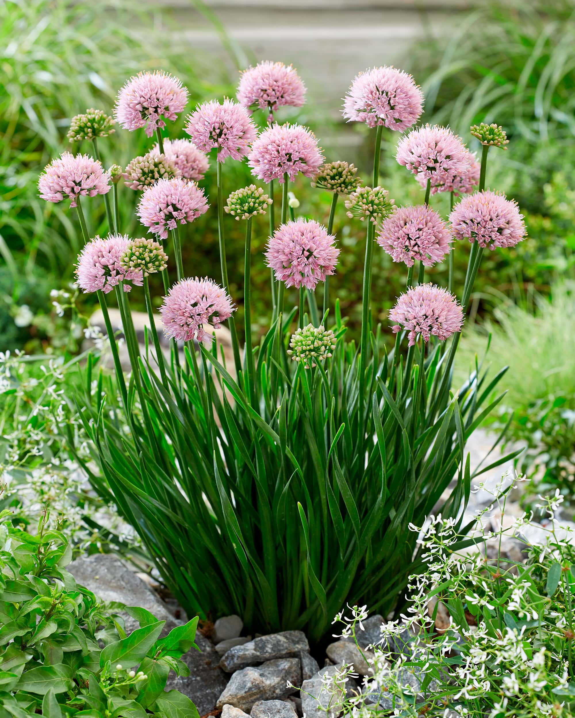 Lisa Green | Alliums