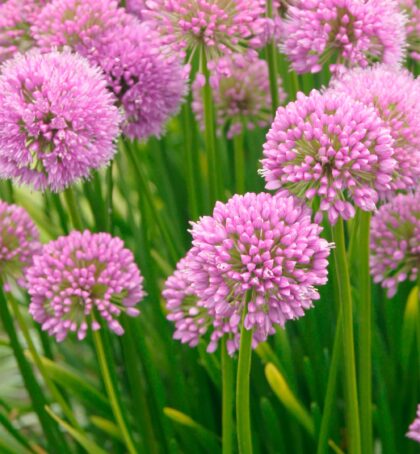 Millenium | Alliums