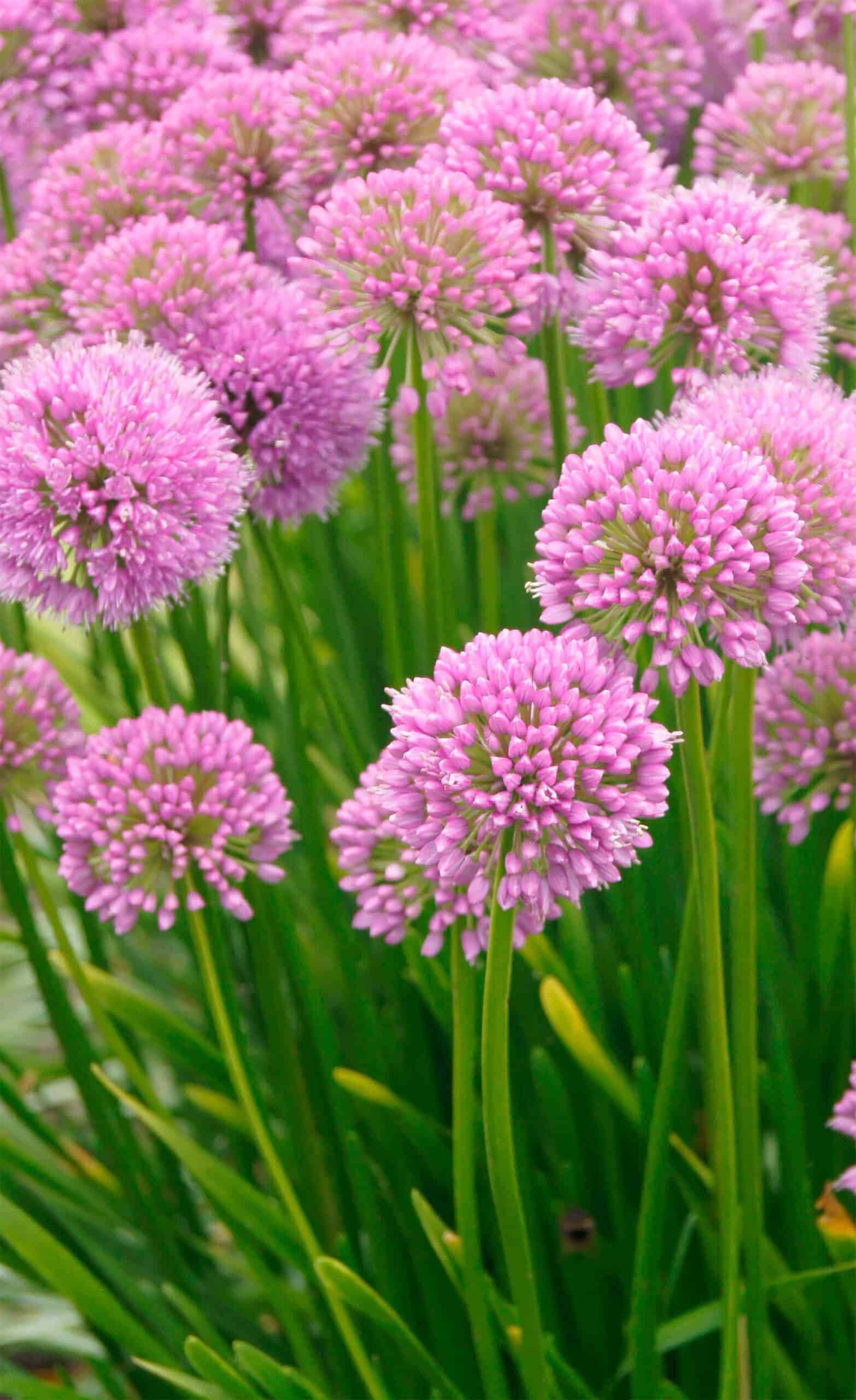 Millenium | Alliums