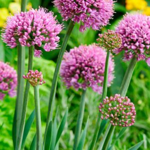 Sapphire | Alliums