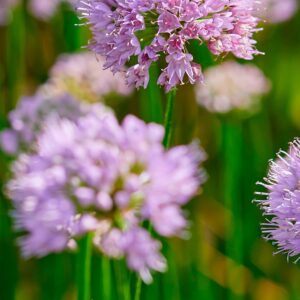 Summer Beauty | Alliums