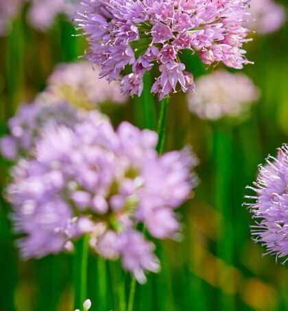 Summer Beauty | Alliums