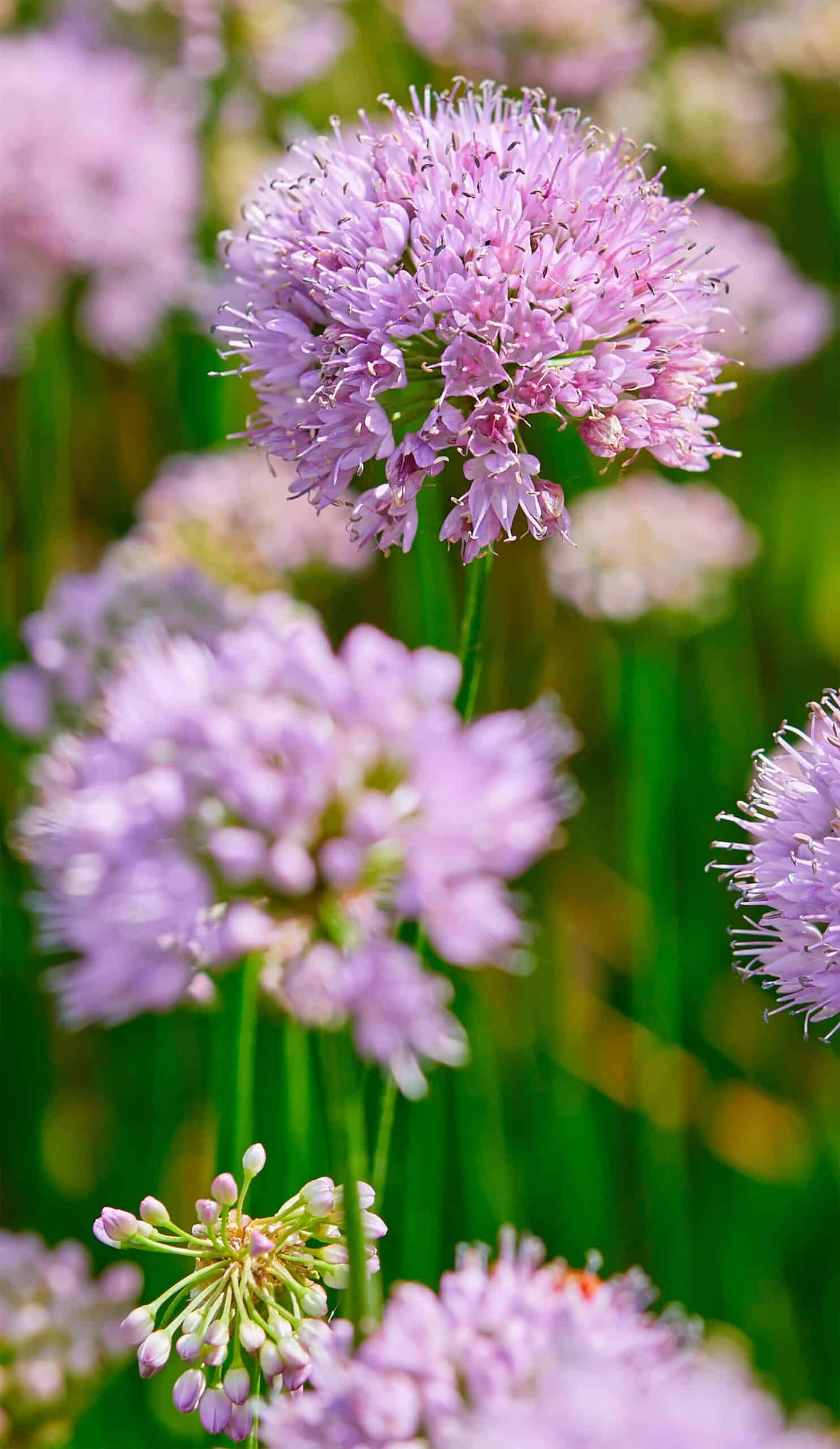 Summer Beauty | Alliums