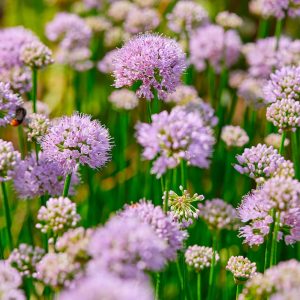 Summer Beauty | Alliums