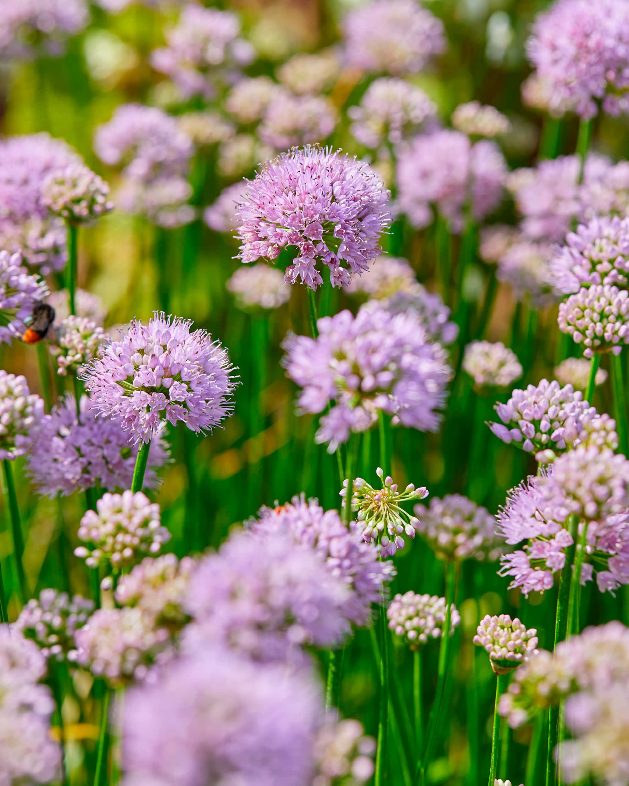 Summer Beauty | Alliums