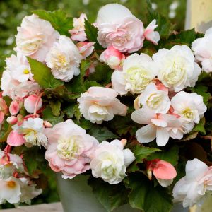 Angelique | Begonia Odorata