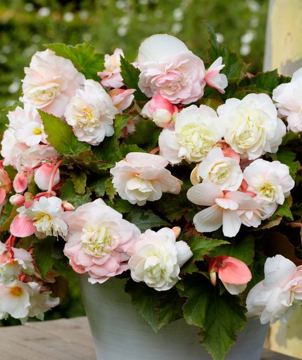 Angelique | Begonia Odorata