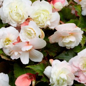 Angelique | Begonia Odorata