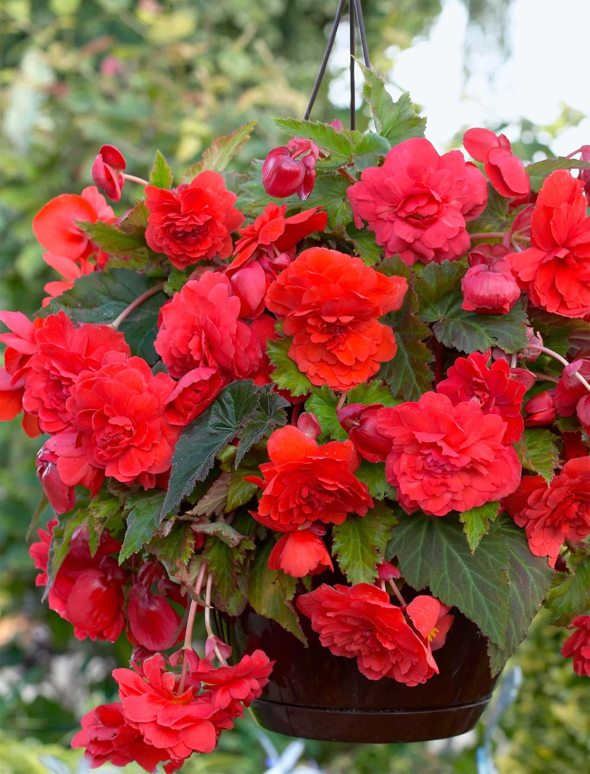 Red Glory | Begonia Odorata