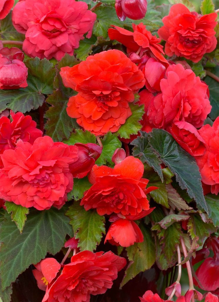 Red Glory | Begonia Odorata
