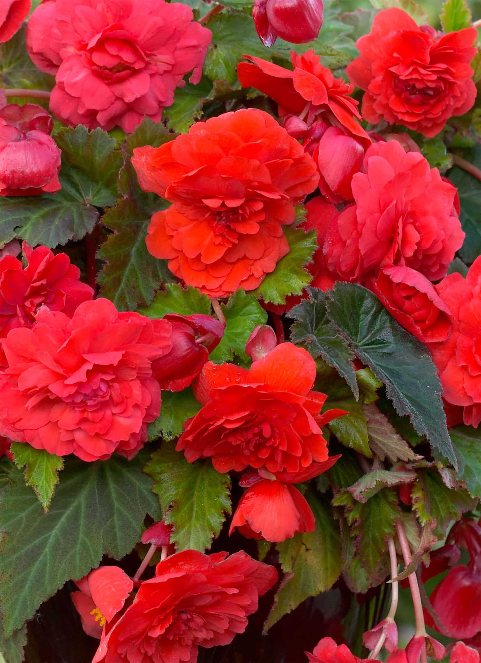 Red Glory | Begonia Odorata