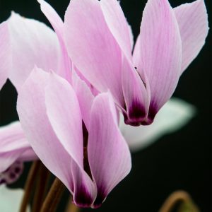 cilicium | Cyclamen