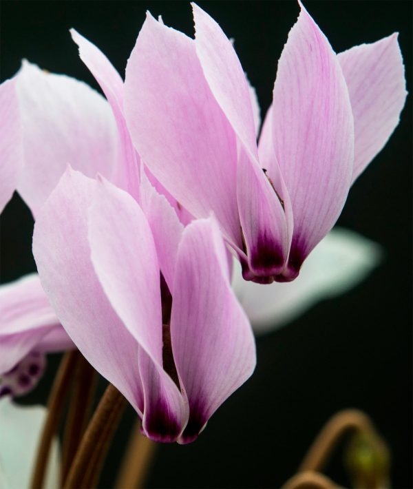 cilicium | Cyclamen