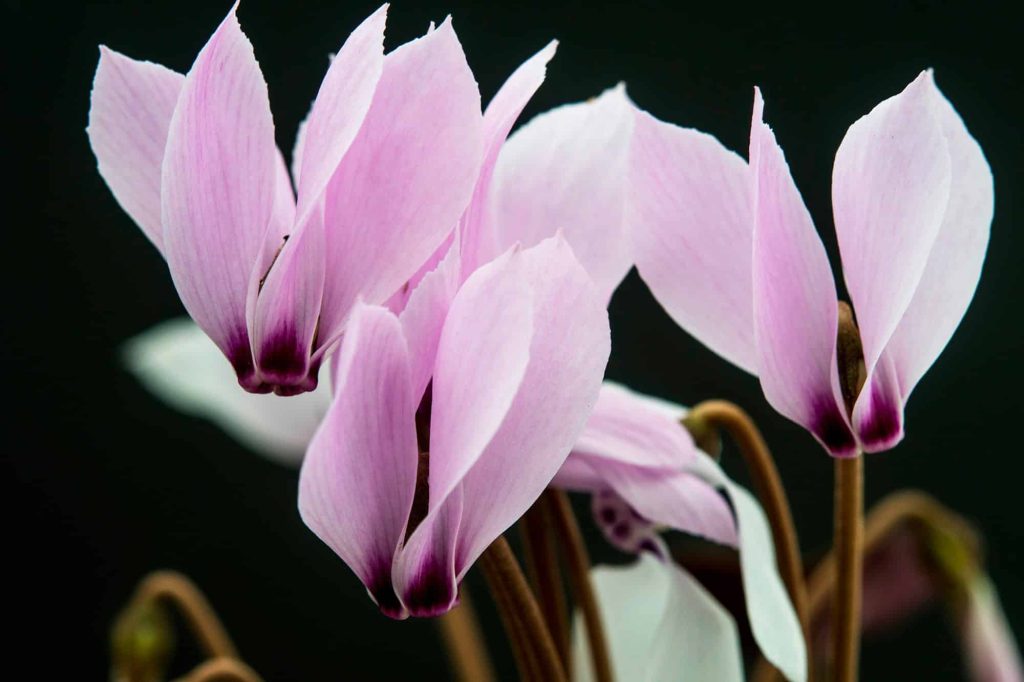 cilicium | Cyclamen