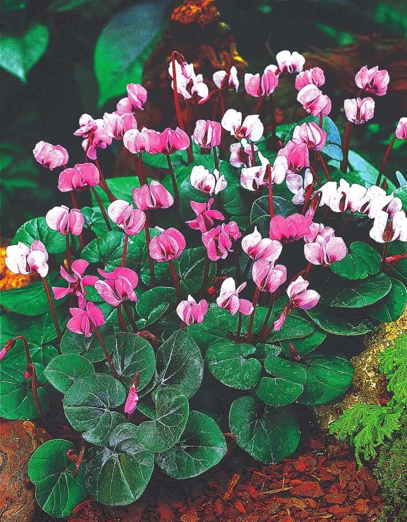 Coum Hybrids | Cyclamen