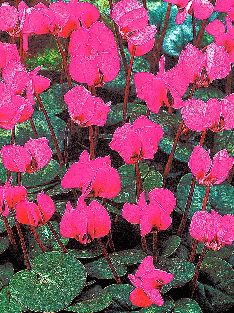 Coum Rubrum | Cyclamen
