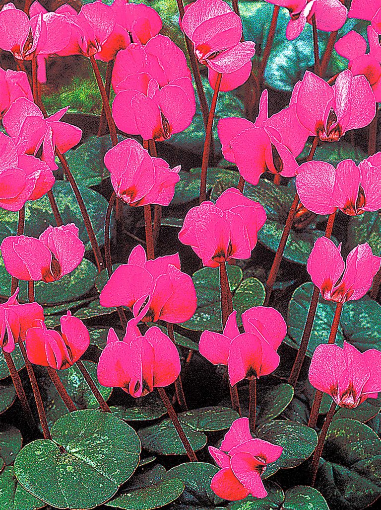 Cyclamen coum with silver marbled leaves