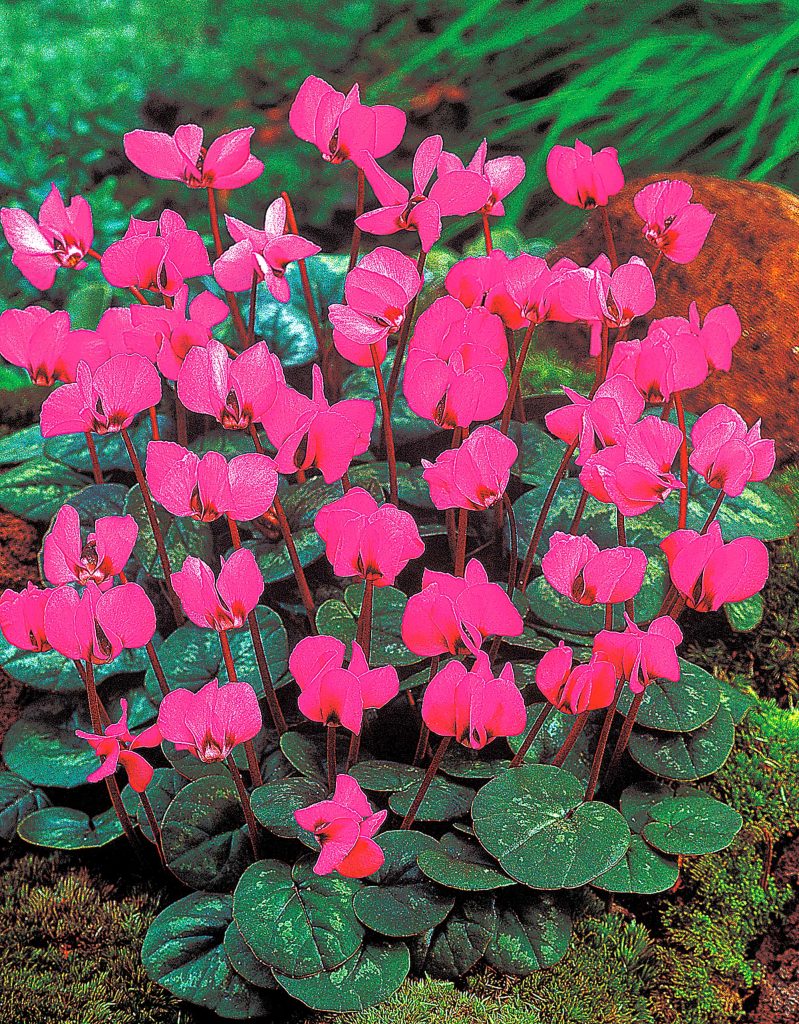Coum Rubrum | Cyclamen