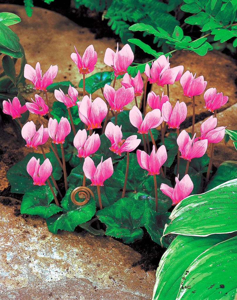 hederifolium | Cyclamen