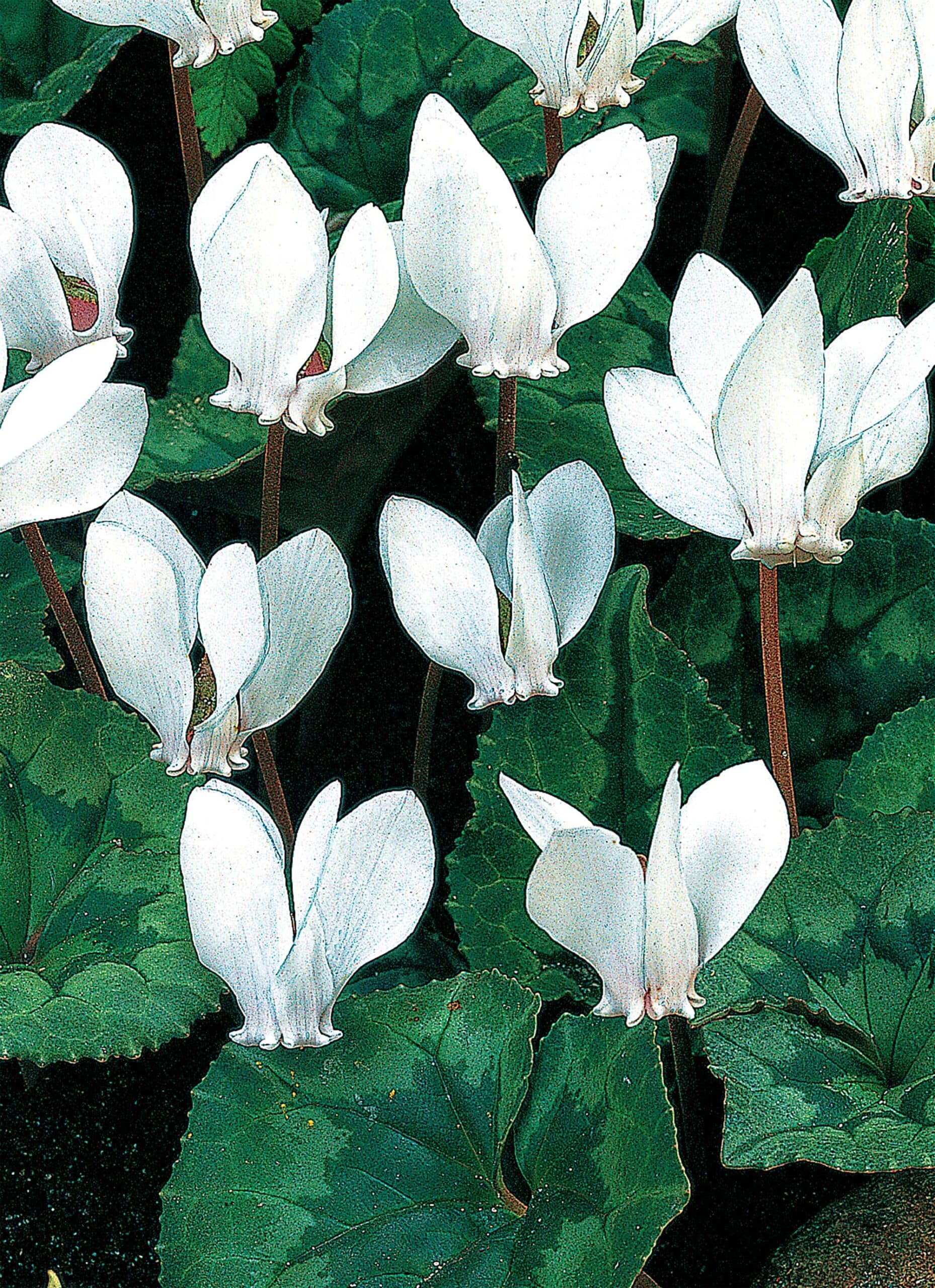 hederifolium Album | Cyclamen