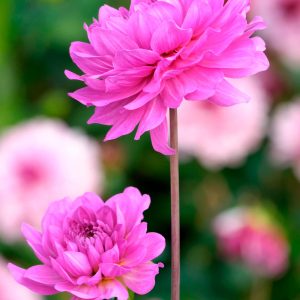 Karma Lagoon | Large Flowered Dahlias