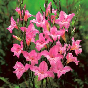 nanus Charming Lady | Dwarf Gladioli