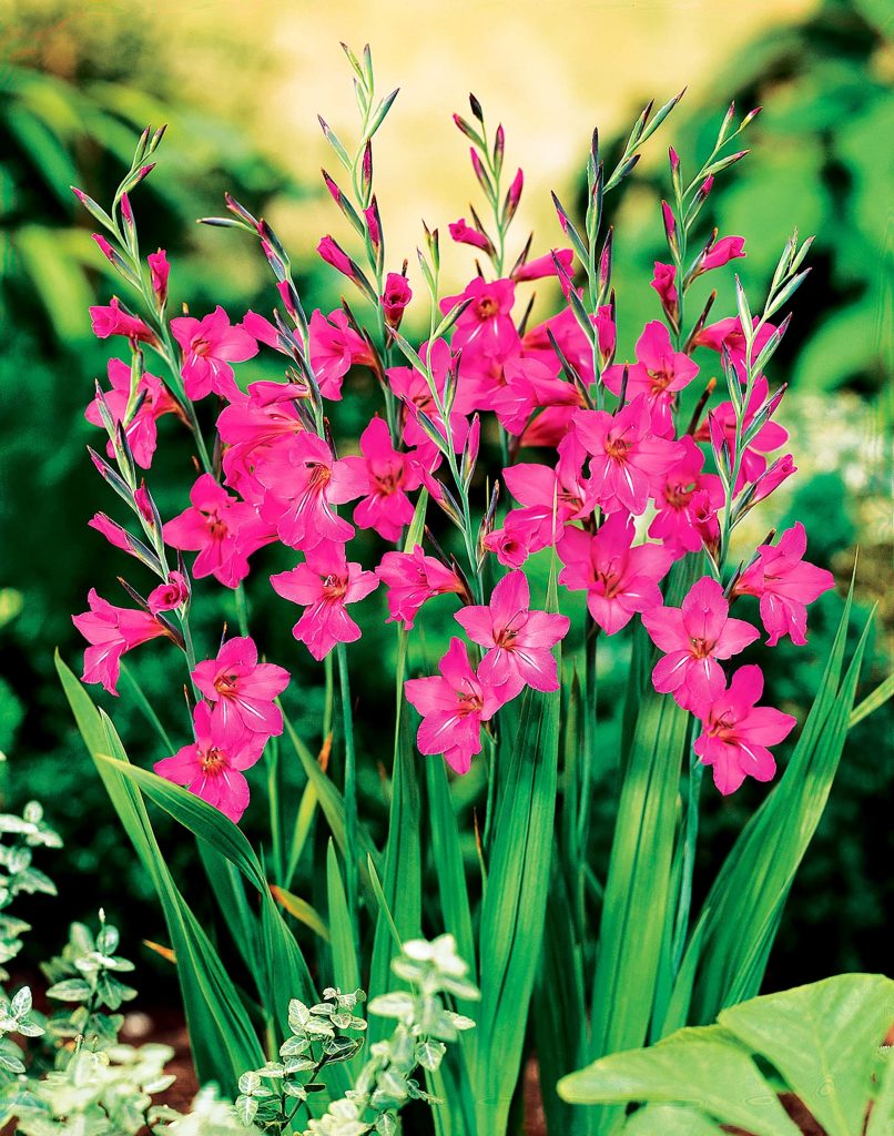 communis byzantinus | Dwarf Gladioli