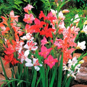 nanus Mixed | Dwarf Gladioli