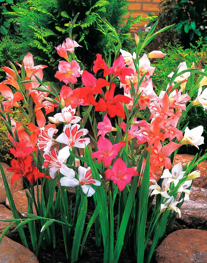 nanus Mixed | Dwarf Gladioli