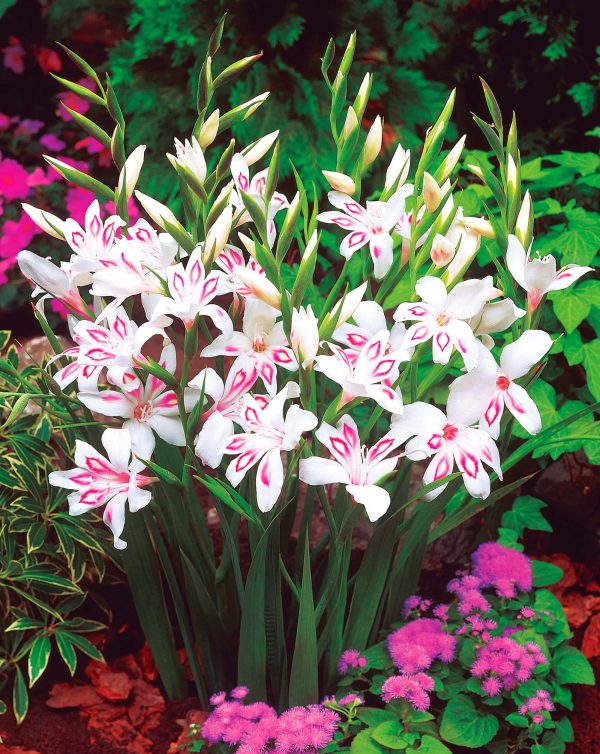nanus Nymph | Dwarf Gladioli