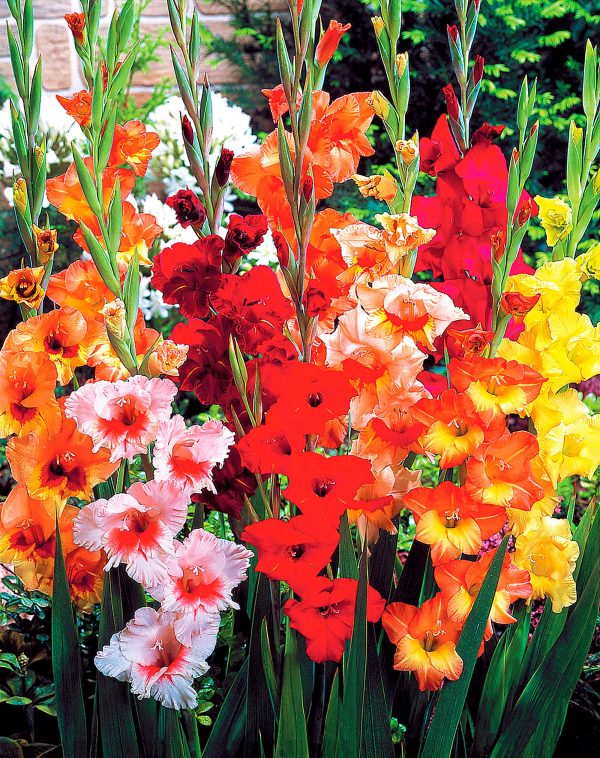 Butterfly Gladioli | Gladioli