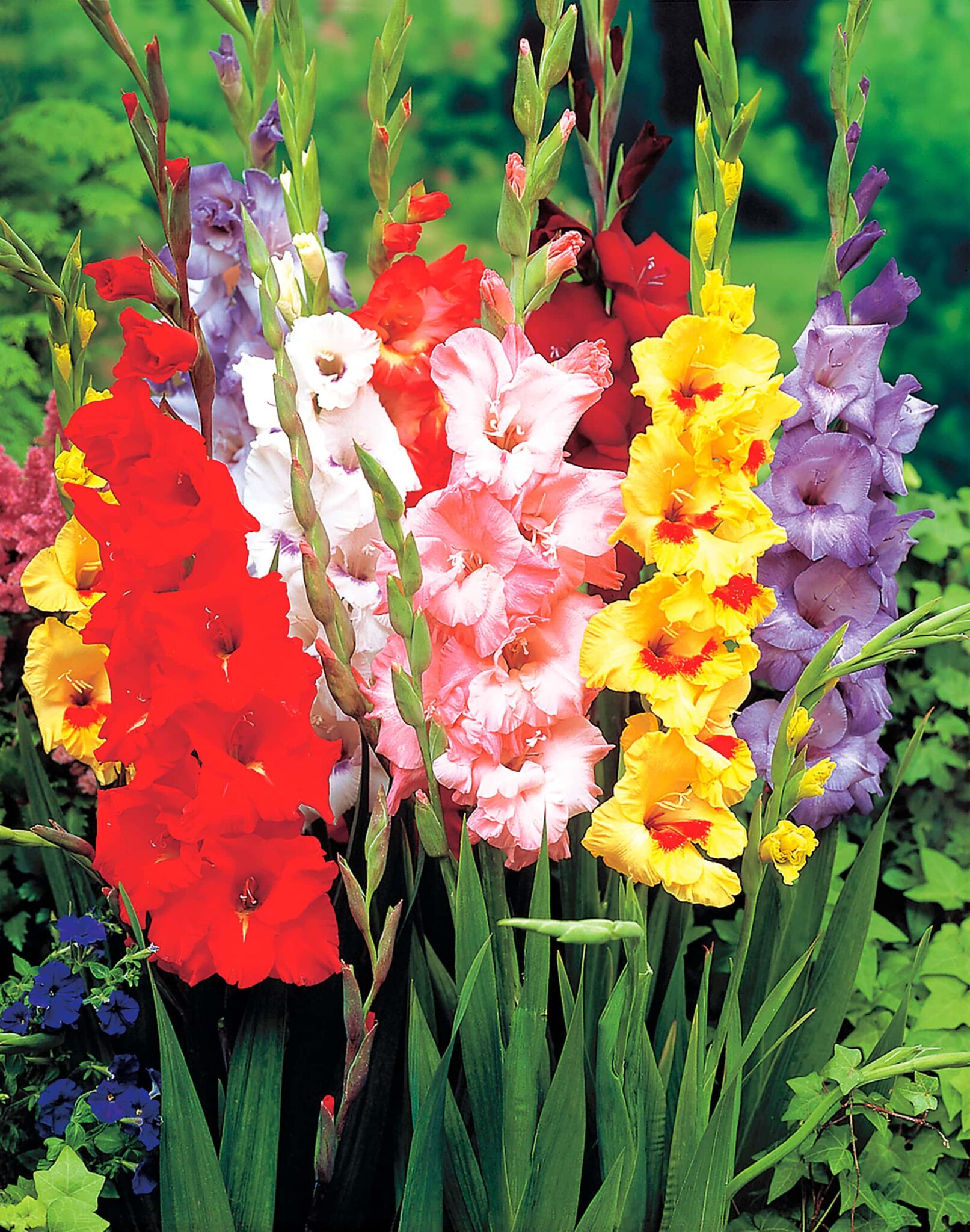 Buy Bloms Fine Mixture of Large-Flowered Gladioli Bulbs Online - Bloms ...