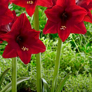 Arabian Night | Hippeastrum Garden