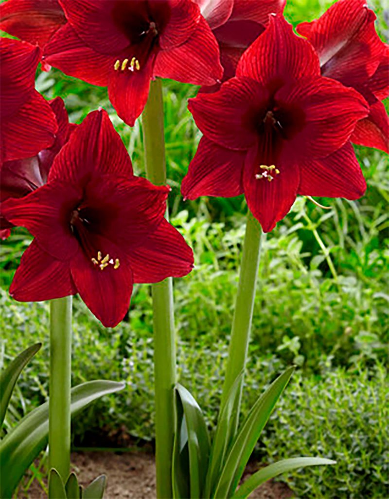 Arabian Night | Hippeastrum Garden