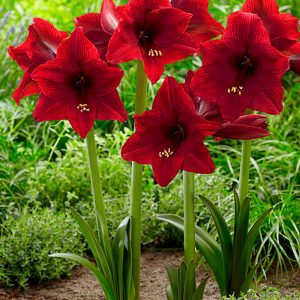 Arabian Night | Hippeastrum Garden