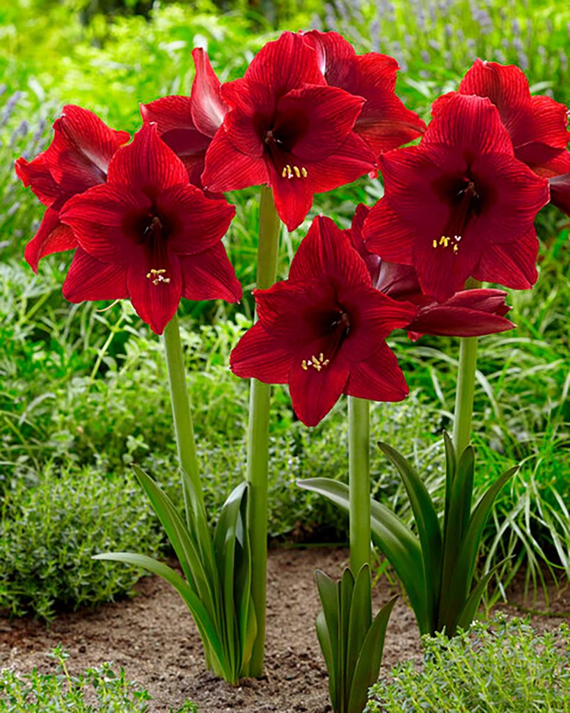 Arabian Night | Hippeastrum Garden