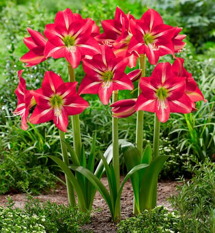 Striped Beauty | Hippeastrum Garden