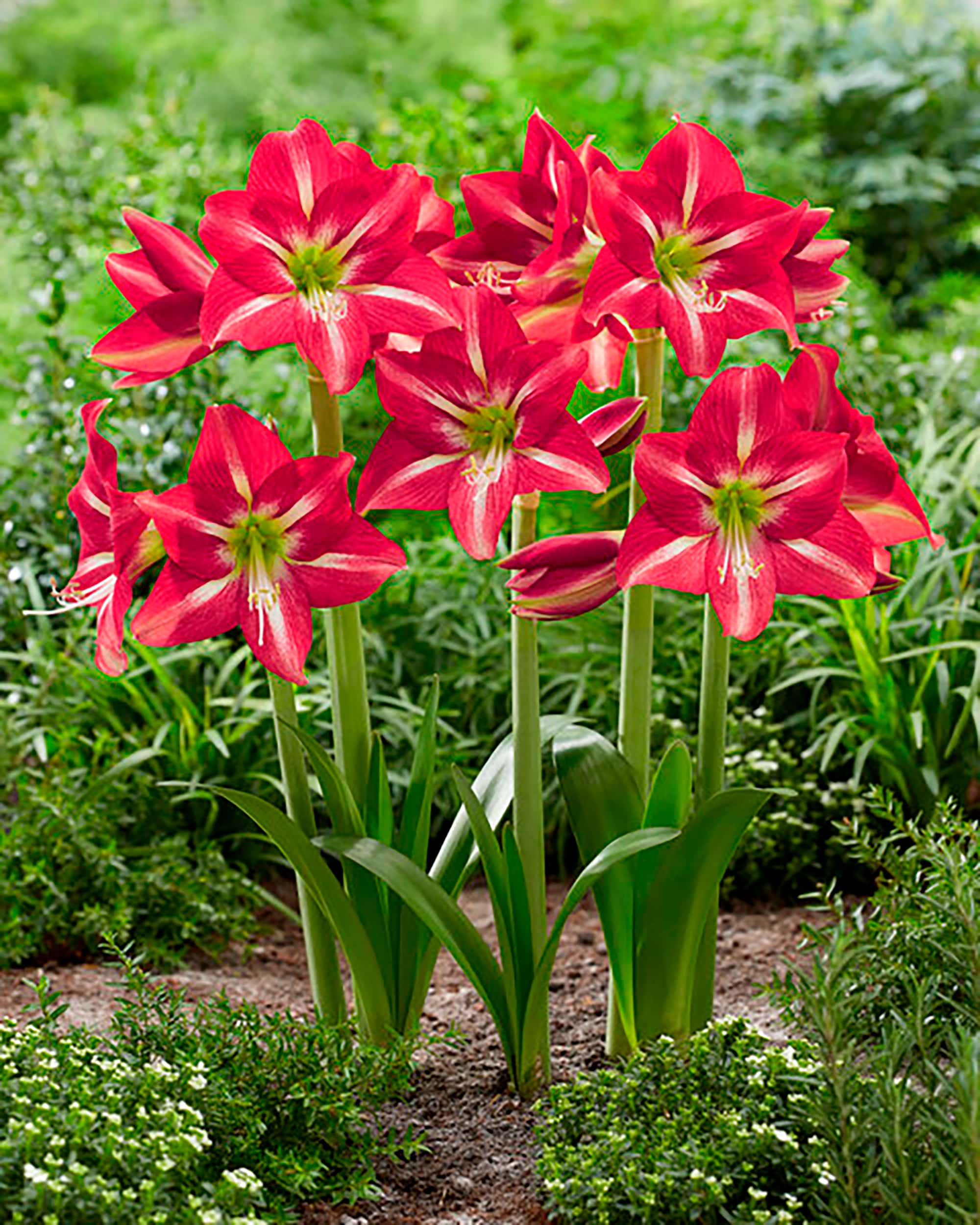 Striped Beauty | Hippeastrum Garden