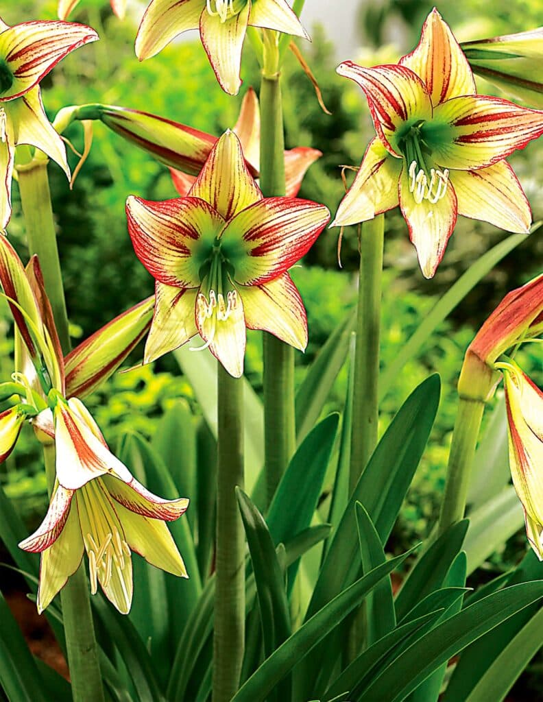 Viridi Rascal | Hippeastrum Sonatini