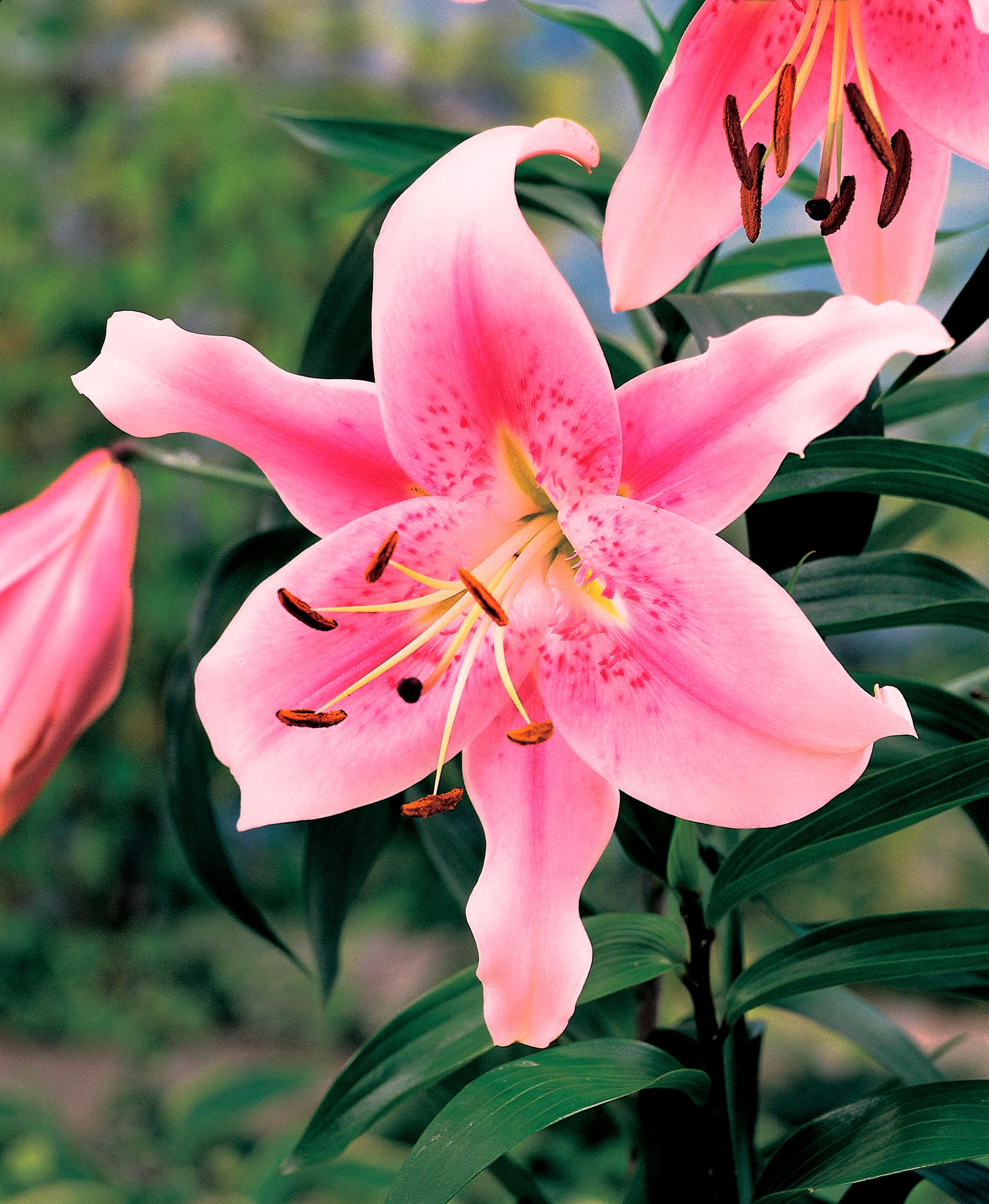 Anastasia | Oriental Trumpet Lilies