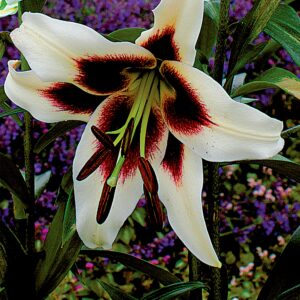 Beverley's Dream | Oriental Trumpet Lilies