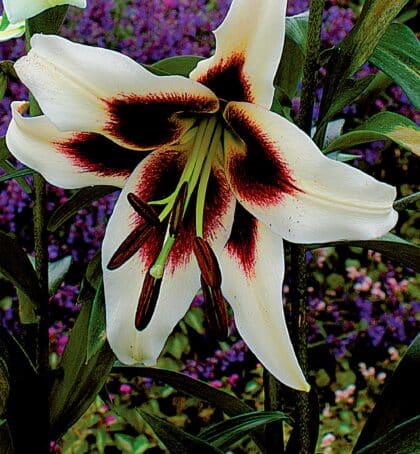 Beverley's Dream | Oriental Trumpet Lilies
