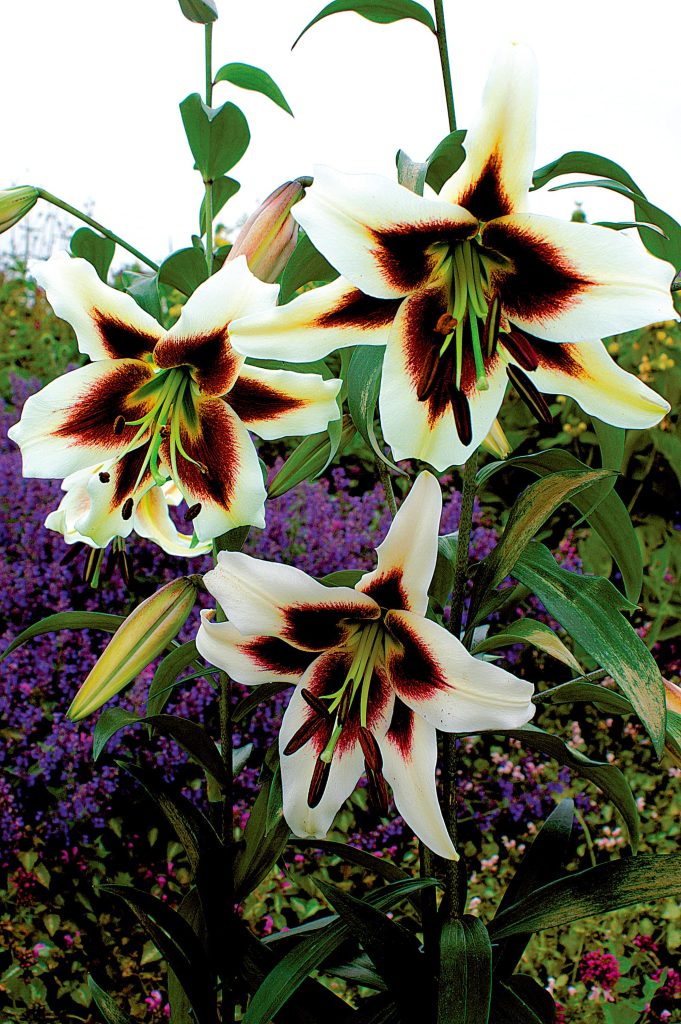 Beverley's Dream | Oriental Trumpet Lilies