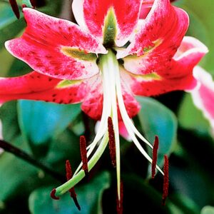 Black Beauty | Species Lilies