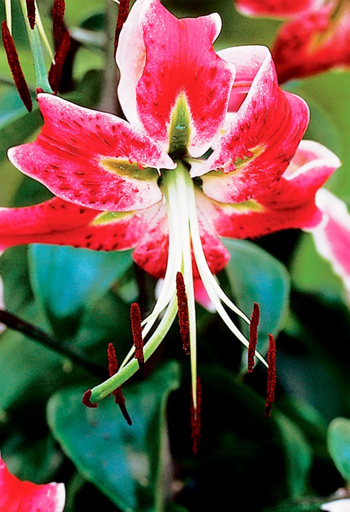 Black Beauty | Species Lilies